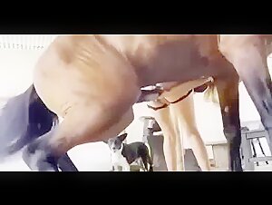 Woman good fuck by her horse