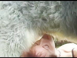 Very furry dog is having wild zoo sex outdoors with joy